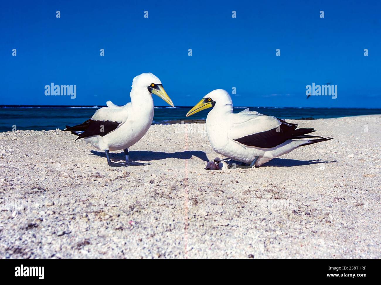 Couple de boobies masquées (Sula dactylatra) nichant avec un poussin à Flinder'as Cay, mer de Corail (Australie). Banque D'Images