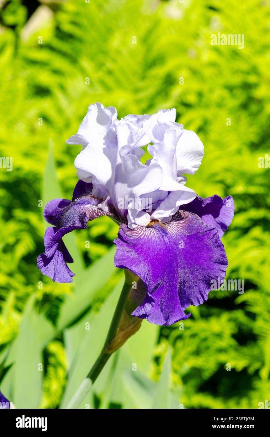 Violet et blanc Grande fleur d'Iris germanica barbu contre les fougères Banque D'Images