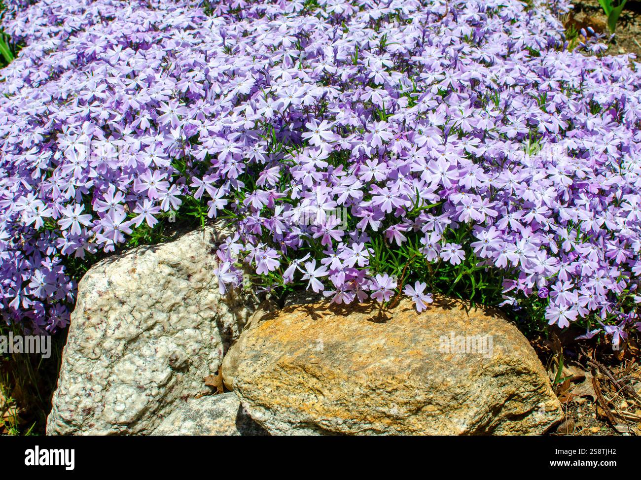 Floraison rampante Phlox stolonifera dans le jardin de mur de roche Banque D'Images