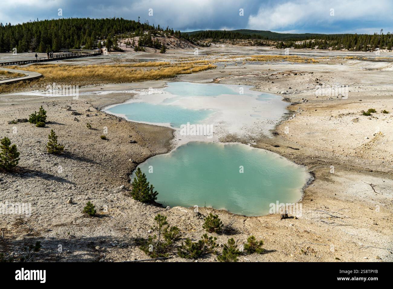 Piscine colloïdale, source chaude dans Porcelain Basin, partie du Norris Geyser Basin dans le parc national de Yellowstone Banque D'Images