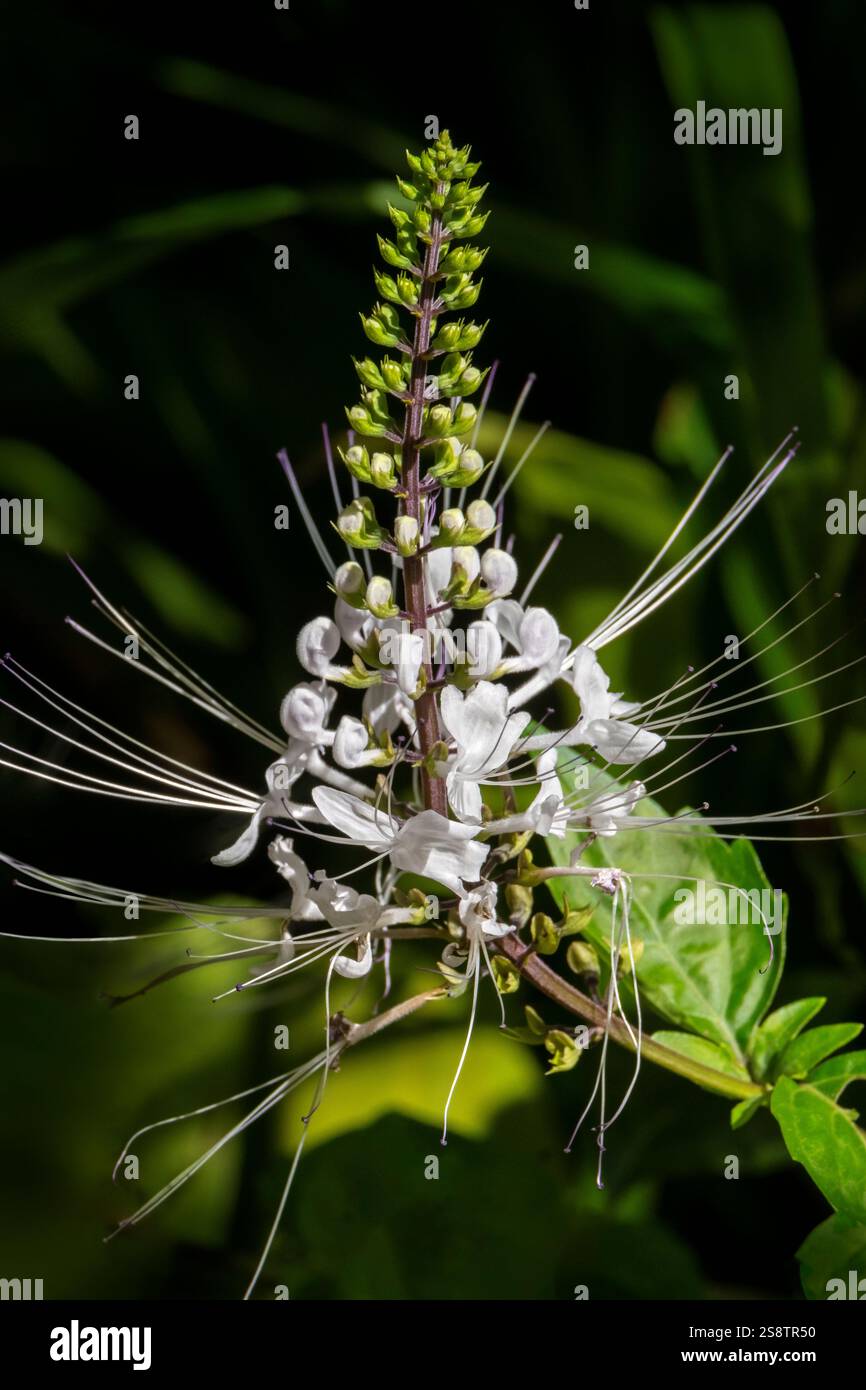 Usine de moustaches de chat Banque D'Images