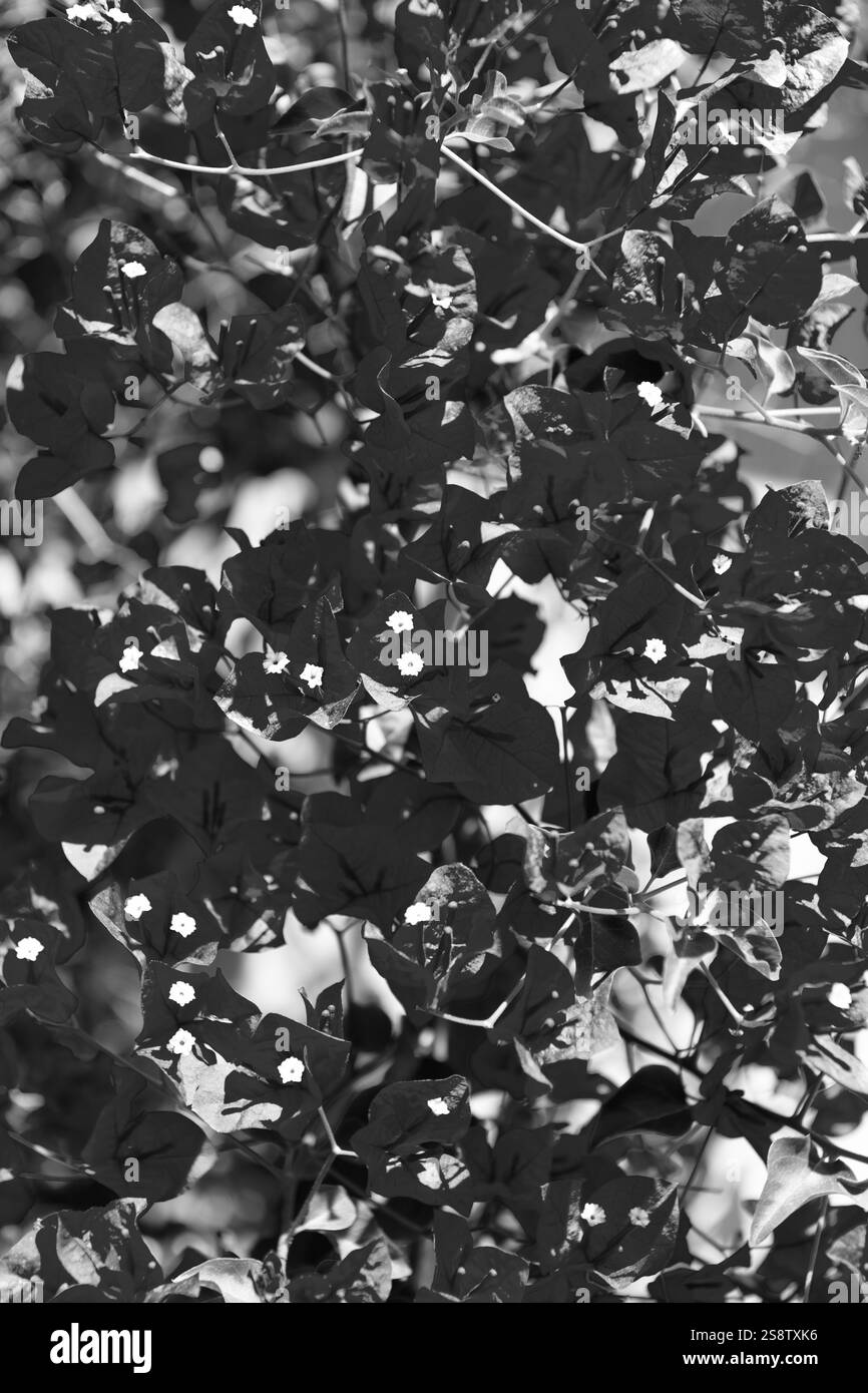 arrière-plan naturel de l'usine de fleur de papier rose Banque D'Images