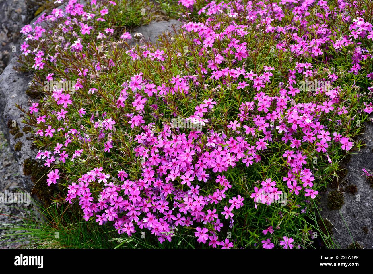 Le phlox rampant (Phlox subulata) est une plante vivace originaire du centre et de l'est des États-Unis. Banque D'Images