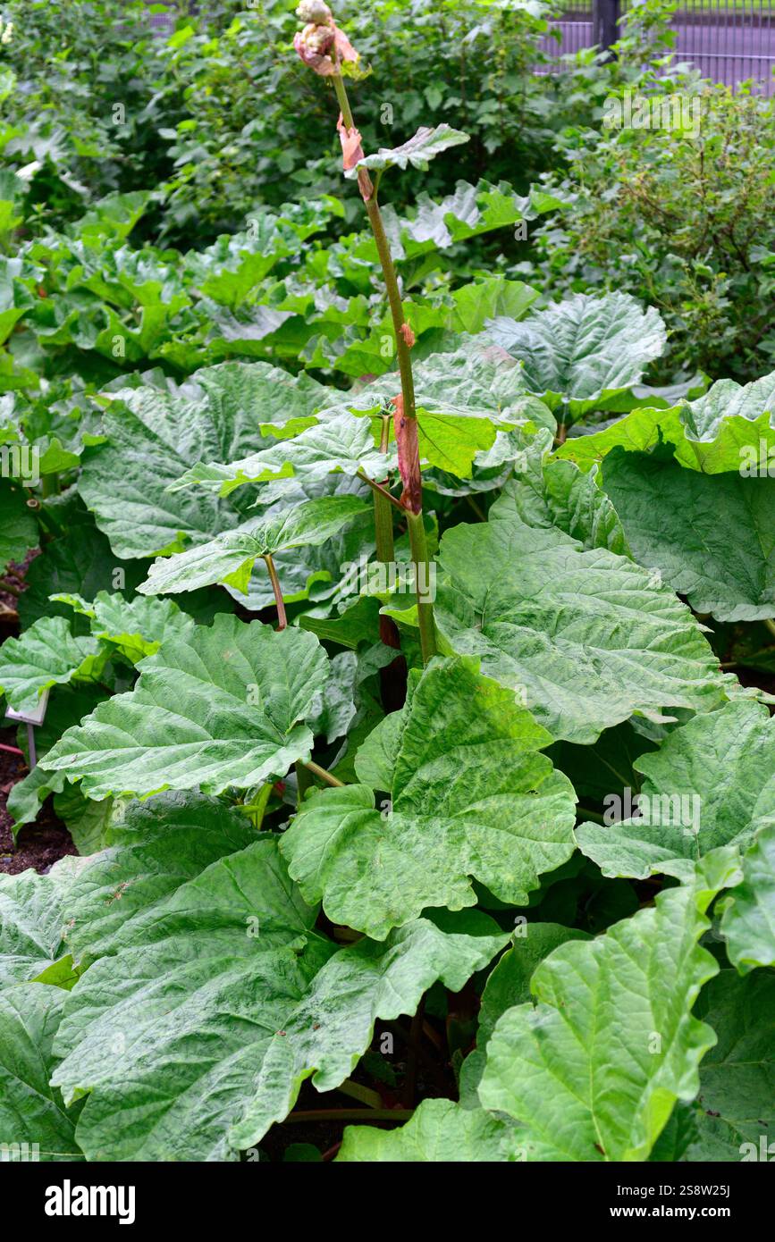 La rhubarbe (Rheum x cultorum) est une plante vivace comestible riche en acide oxalique. Banque D'Images