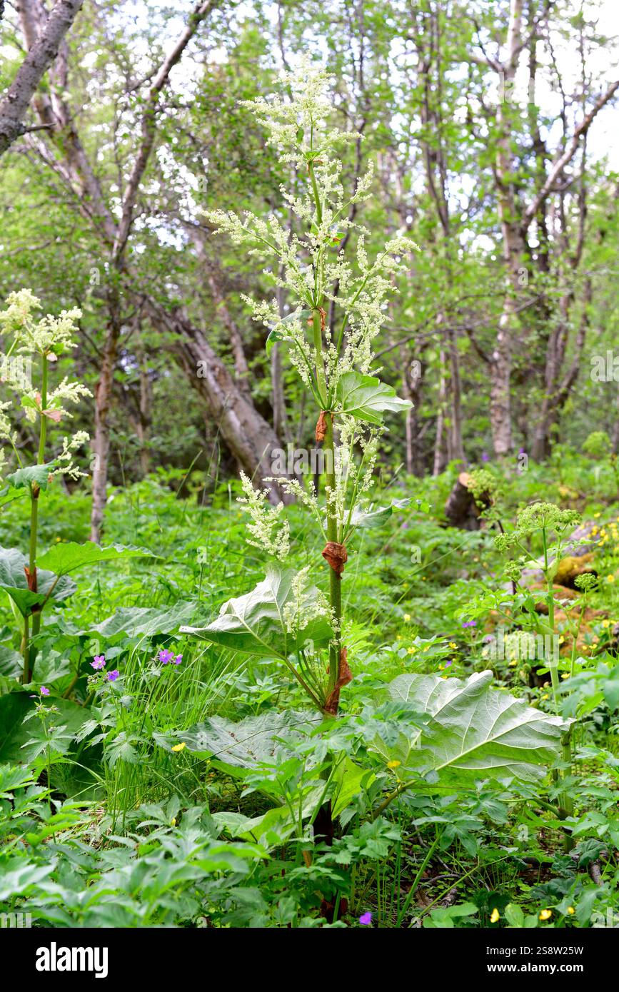 La rhubarbe (Rheum x cultorum) est une plante vivace comestible riche en acide oxalique. Banque D'Images
