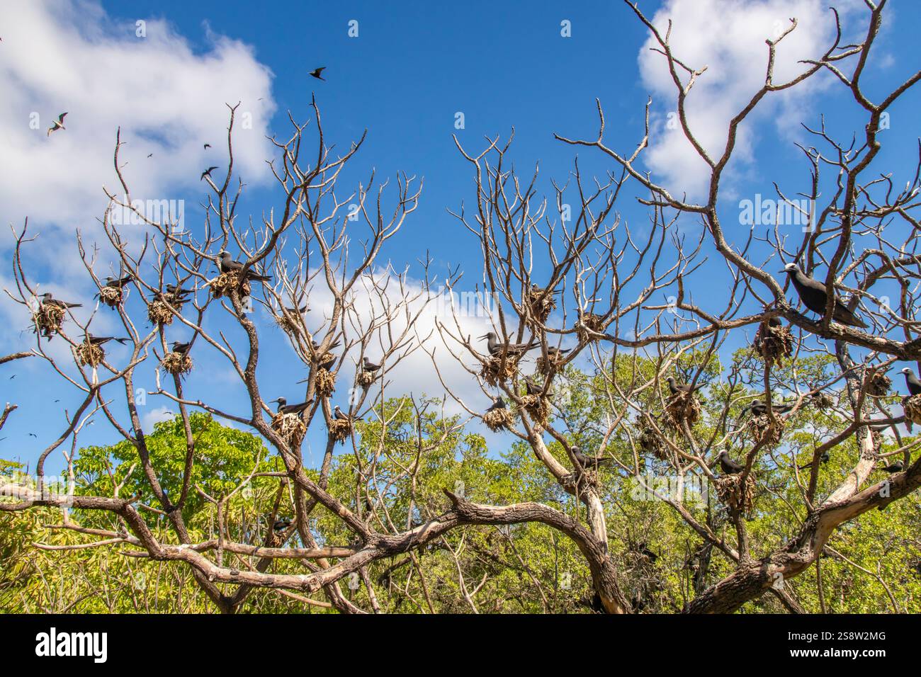 Polynésie française, atoll de Tikehau, île aux oiseaux. Noddies bruns sur les nids dans l'arbre. Banque D'Images