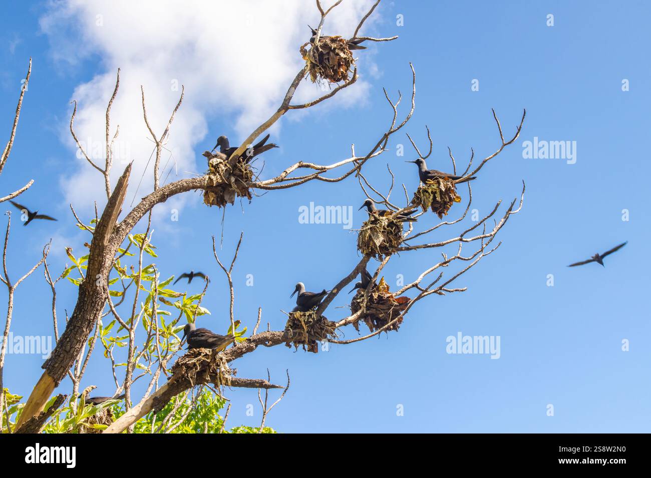 Polynésie française, atoll de Tikehau, île aux oiseaux. Noddies bruns sur les nids dans l'arbre. ©Cathy & Gordon Illg / Galerie Jaynes / DanitaDelimont.com Banque D'Images