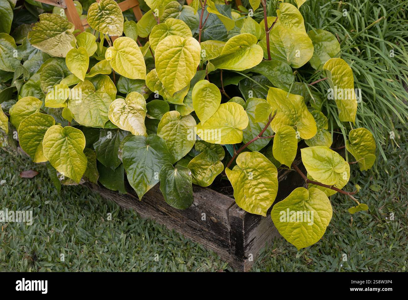 Feuille de bétel poussant dans un bac de jardin surélevé. Banque D'Images