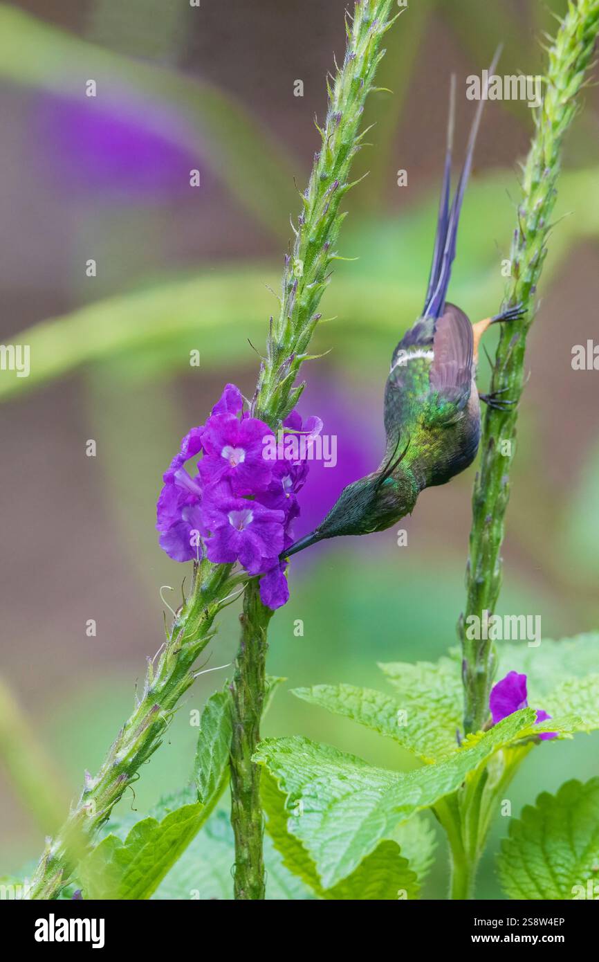 La queue d'épine à crête grillée se nourrit de nectar dans la forêt du Pérou Banque D'Images
