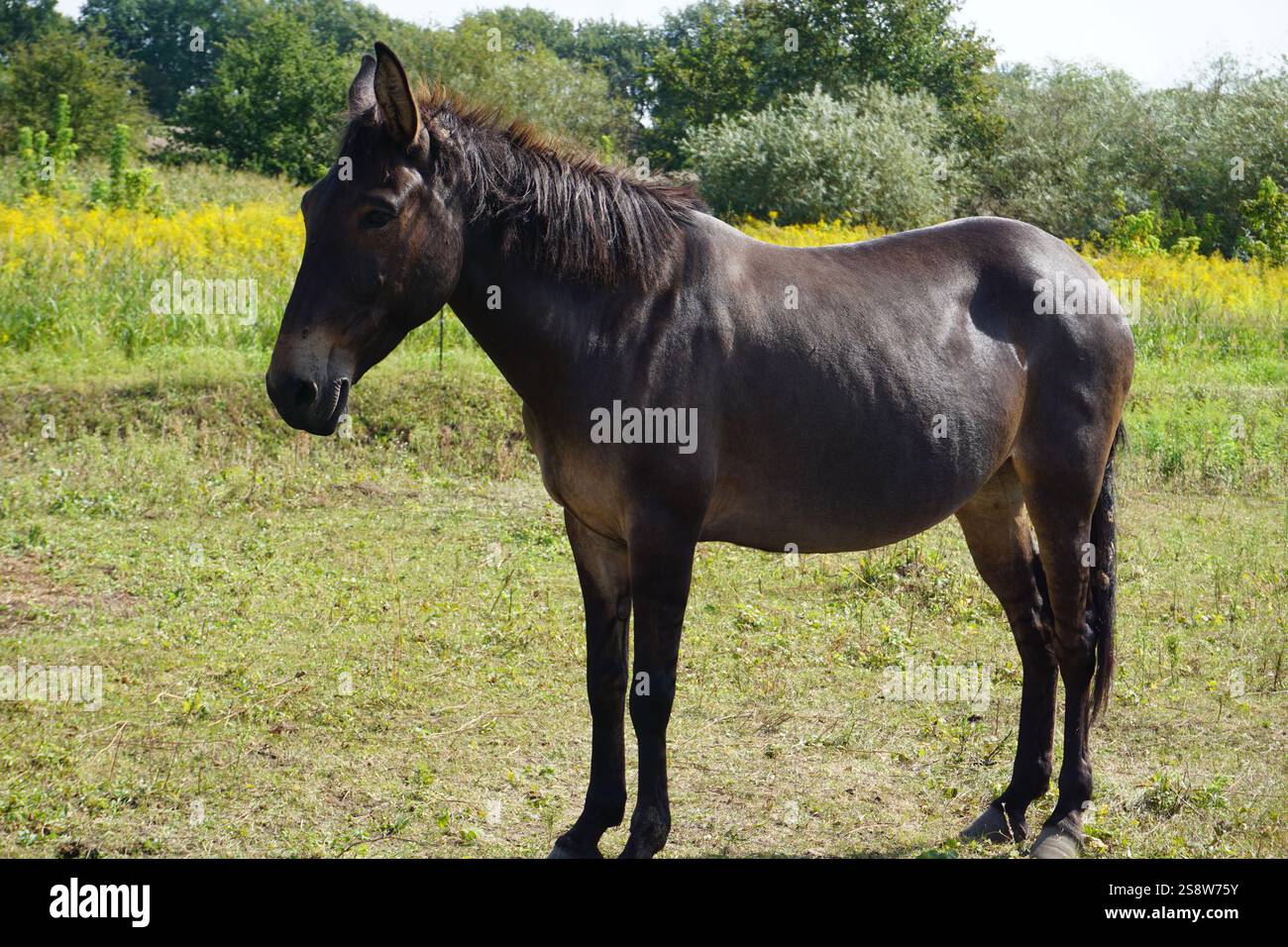 Un mulet ou un hinny avec une fourrure brun foncé et une belle crinière pèle sur un pâturage vert dans une ferme dans le Brandebourg, en Allemagne. Banque D'Images