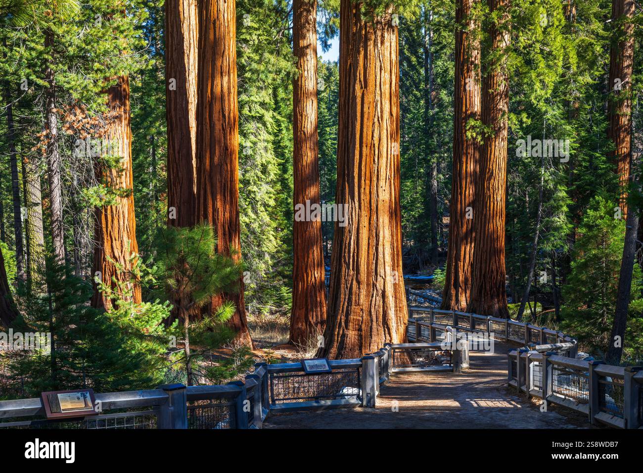 Sentier à travers des séquoias géants dans le Mariposa Grove, parc national de Yosemite, Californie, États-Unis Banque D'Images