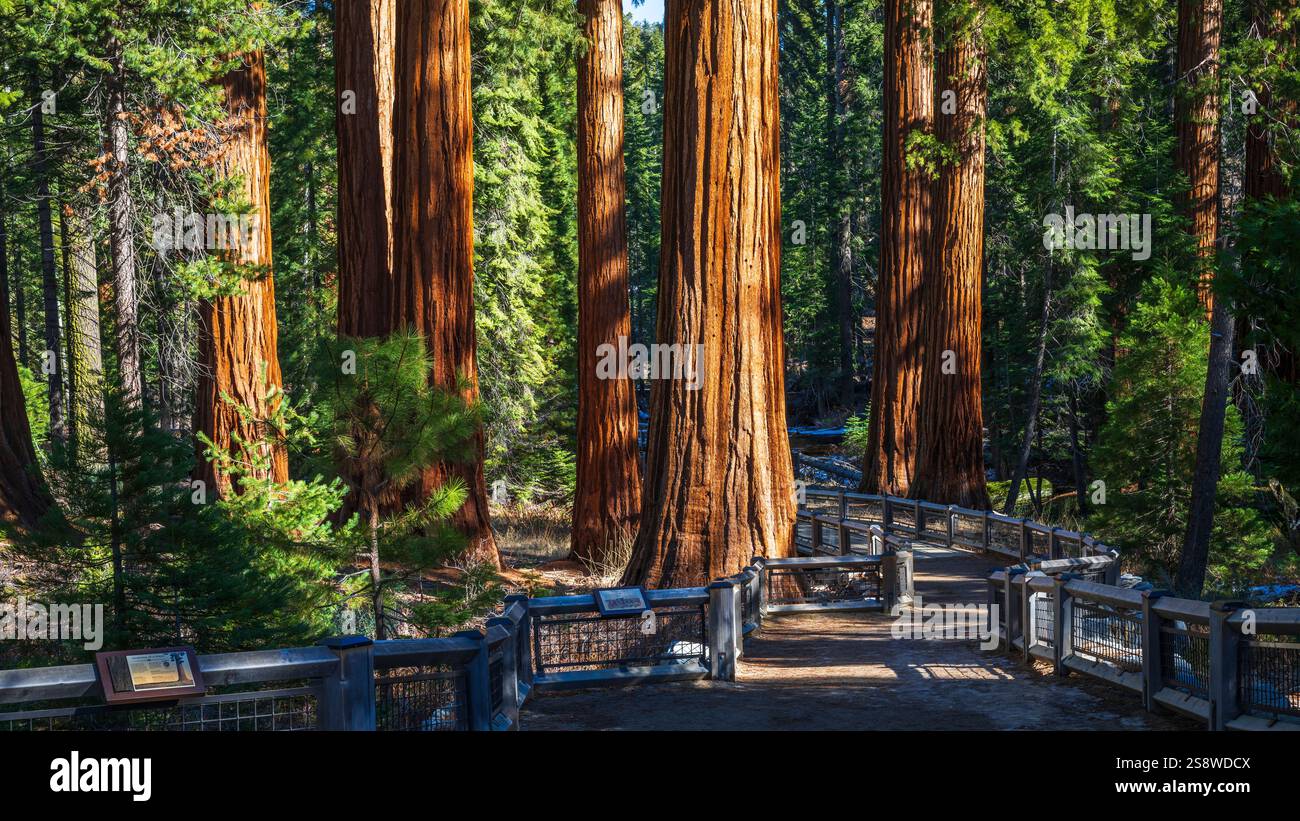 Sentier à travers des séquoias géants dans le Mariposa Grove, parc national de Yosemite, Californie, États-Unis Banque D'Images