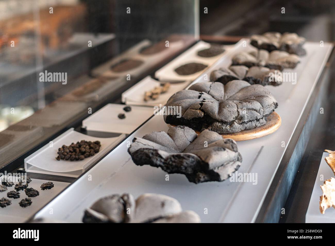 Pain vieux de 2000 ans de Pompéi qui a été conservé lorsque le Vésuve a fait éruption du pain carbonisé Parc archéologique de Pompéi Banque D'Images
