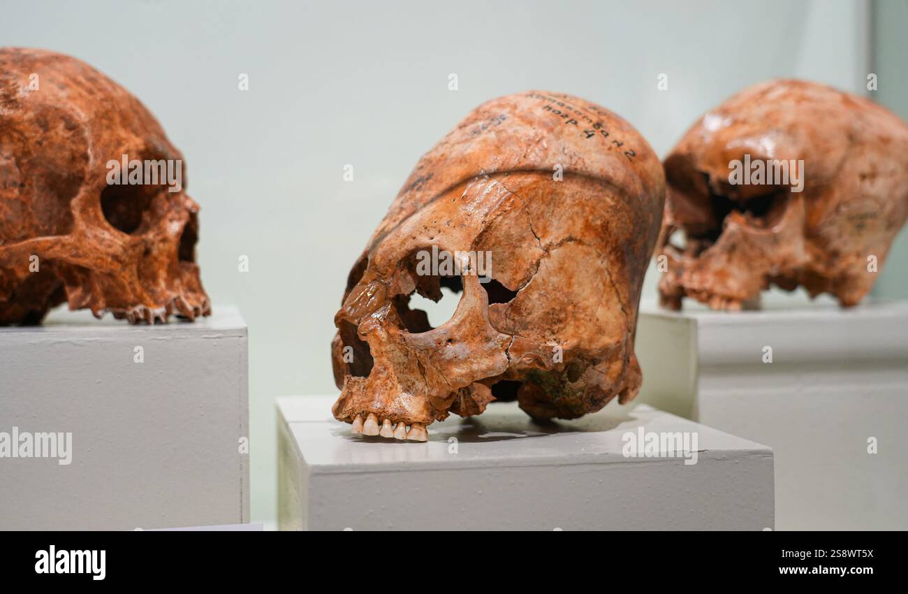 Crâne humain étiré exposé au Musée Afrasiab à Samarcande, Ouzbékistan Banque D'Images