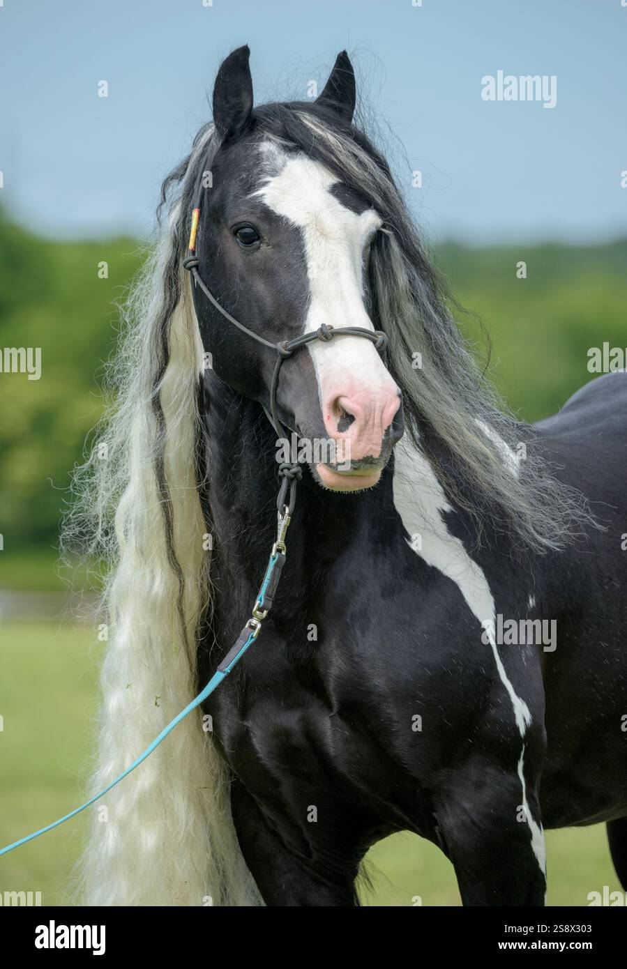 Portrait d'étalon de cheval Gypsy Vannert Banque D'Images
