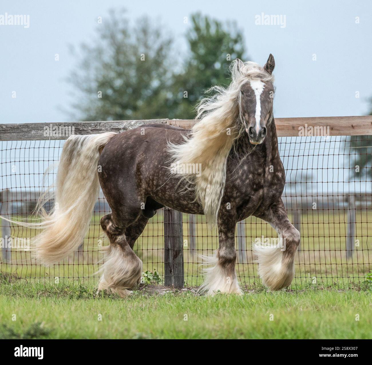 L'étalon Silver Dapple Gypsy Vanner Horse troque le long de la clôture dans le champ Banque D'Images