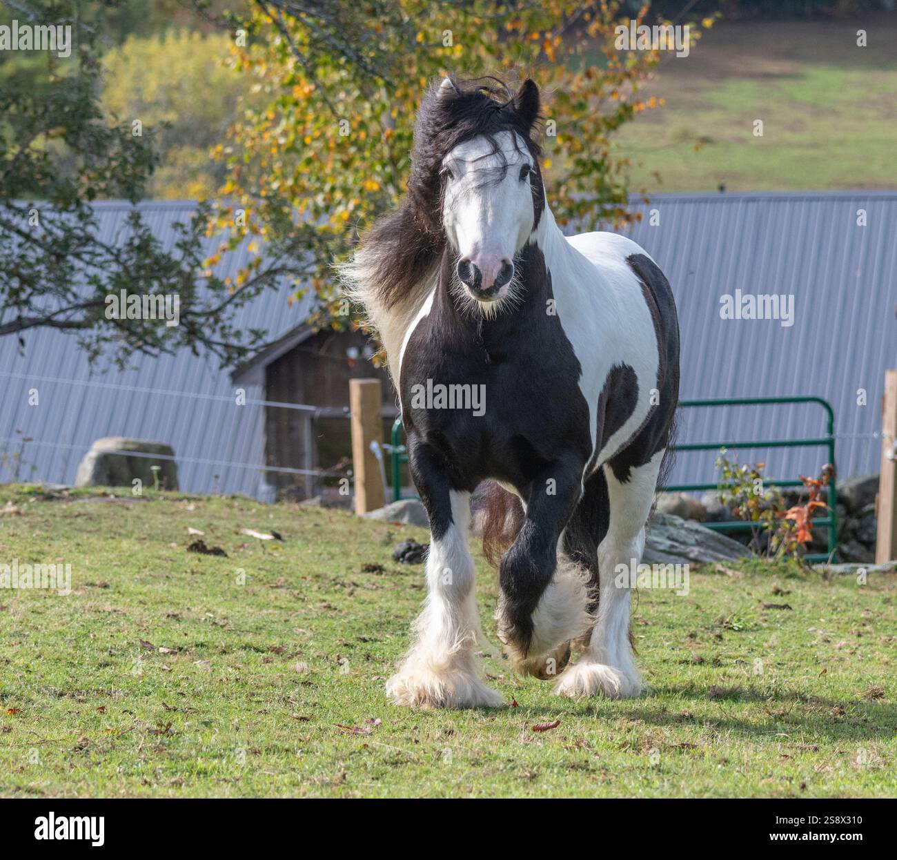L'étalon Gypsy Vanner Horse trot sur une colline avec un fond d'automne Banque D'Images