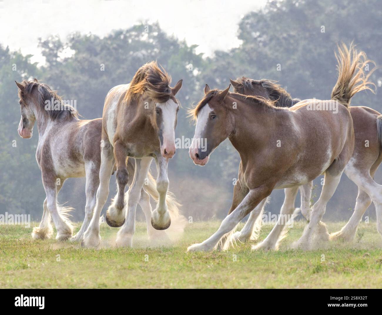 Quatre chevaux de trait Clydesdale courent et SE BALADENT à travers un enclos vert ouvert Banque D'Images