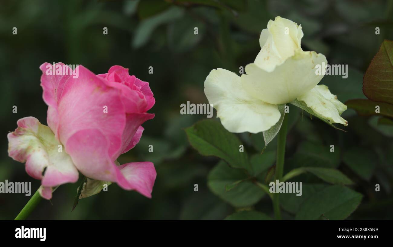 Un beau contraste de nature – deux roses, l’une rose douce et l’autre blanc pur, fleurissant gracieusement côte à côte, symbolisant l’harmonie. Banque D'Images