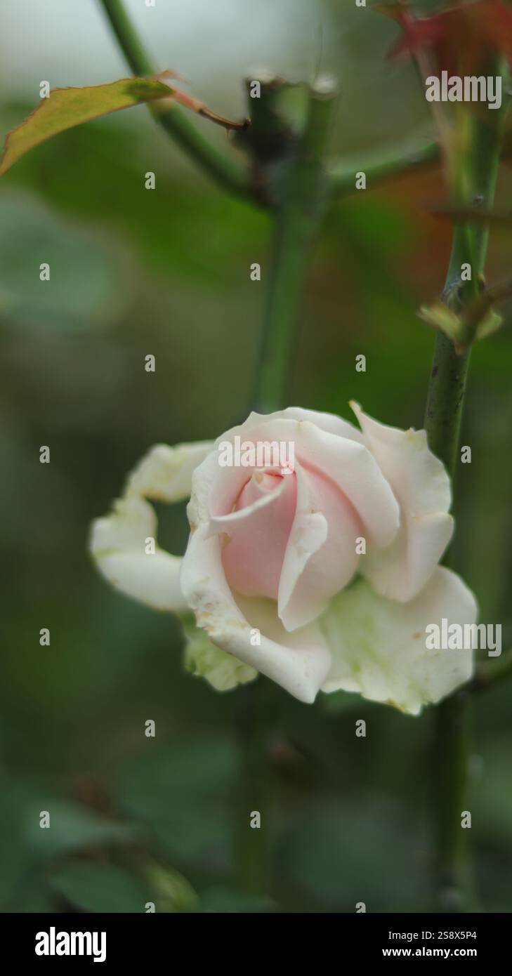 Une rose blanche délicate et douce avec des notes de rose, fleurissant gracieusement au milieu d'une végétation luxuriante, affichant des imperfections naturelles qui rehaussent sa beauté. Banque D'Images
