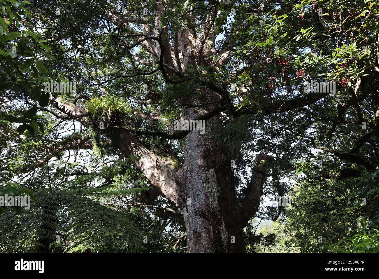 gros plan tronc d'arbre noueux dans une forêt dense Banque D'Images