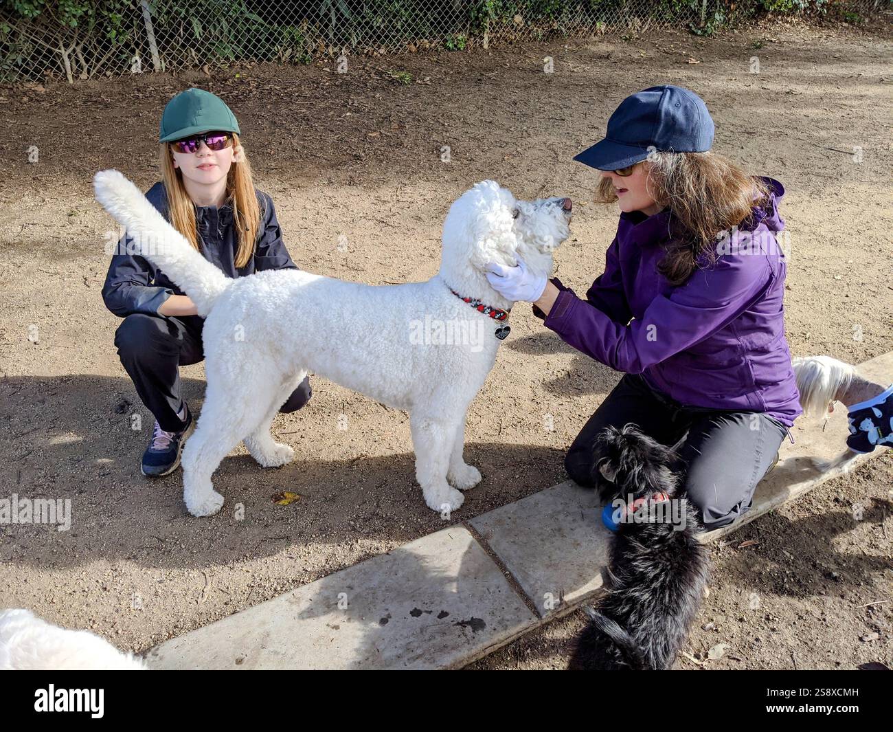 Chiens jouant dans un parc pour chiens en Californie Banque D'Images