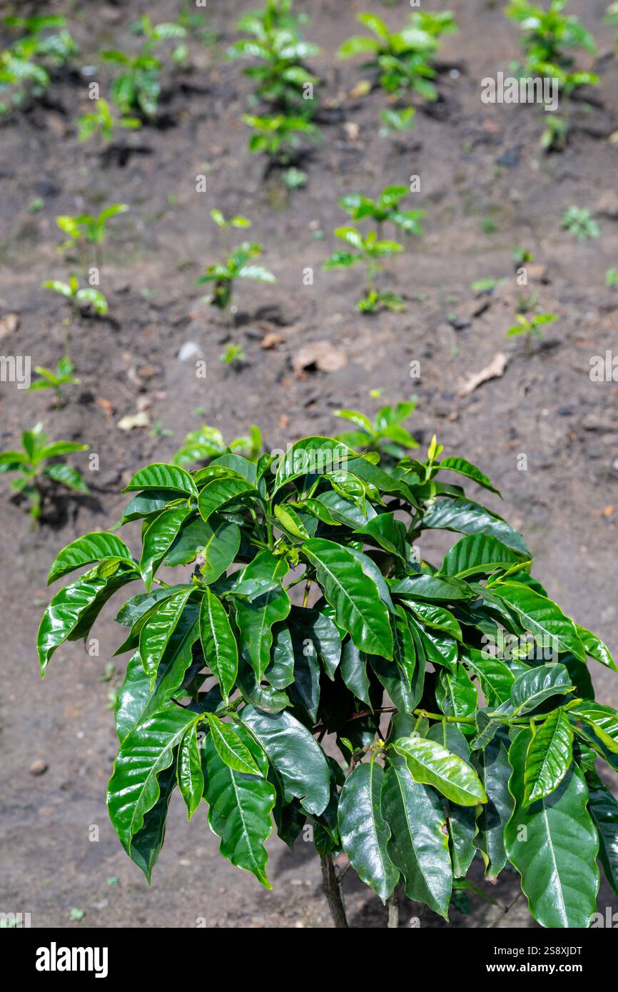 Costa Rica. Plantation typique de café arabica. Jeunes caféiers. Banque D'Images