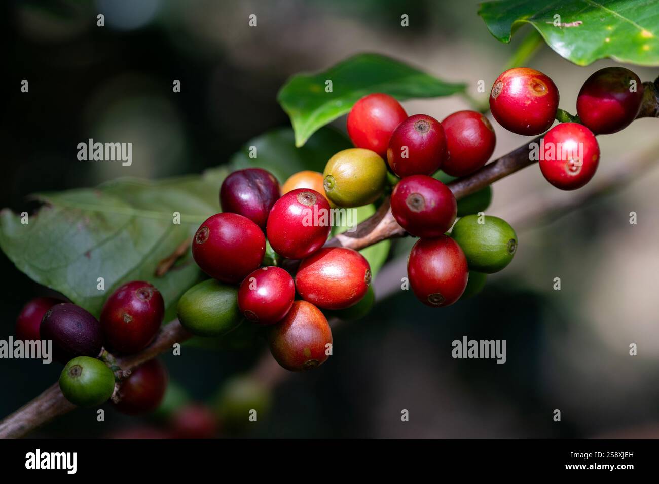 Costa Rica, province d'Alajuela. Plantation typique de café arabica. Détail des baies de café sur la plante. Banque D'Images