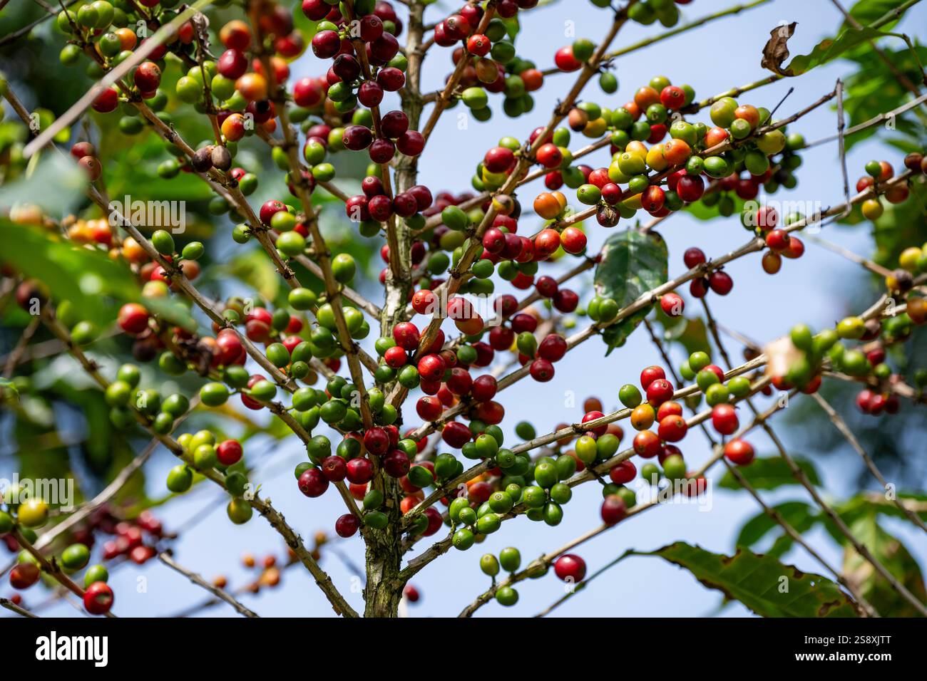 Costa Rica, plantation typique de café. Plante de café recouverte de baies de café. Banque D'Images