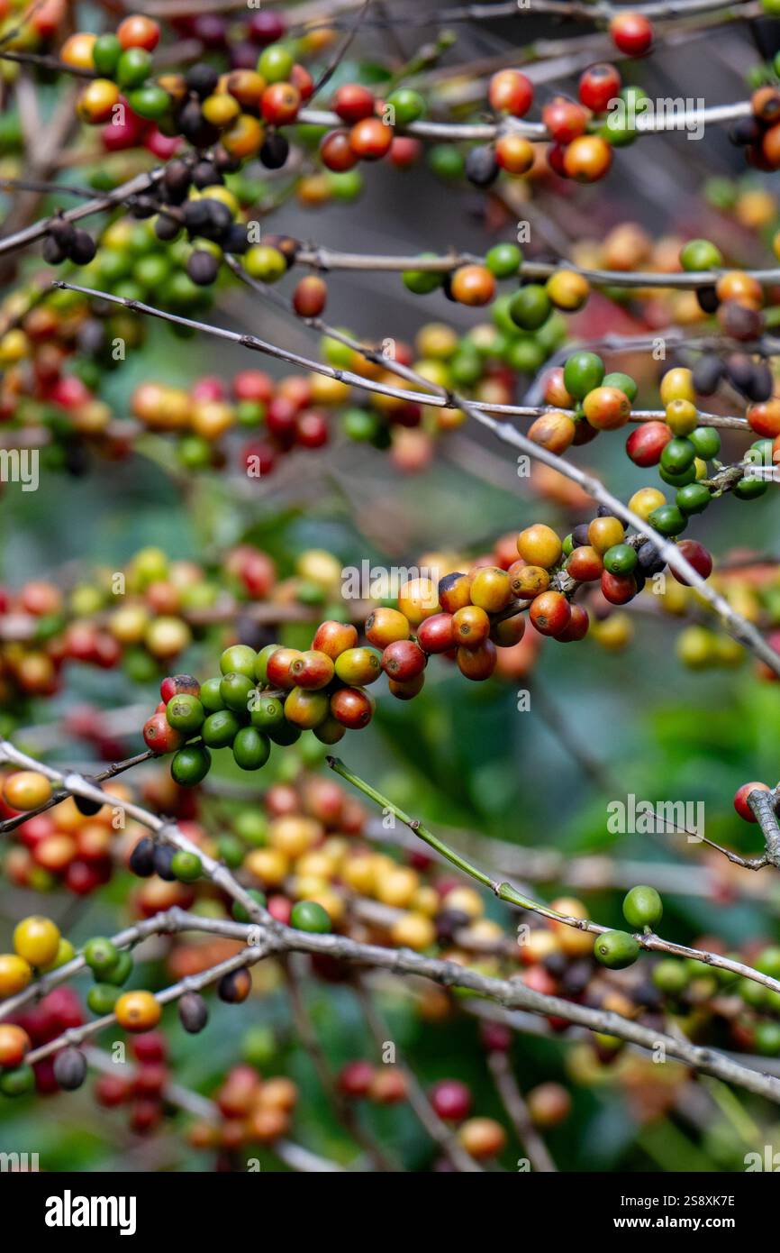 Costa Rica, plantation typique de café. Plante de café recouverte de baies de café. Banque D'Images
