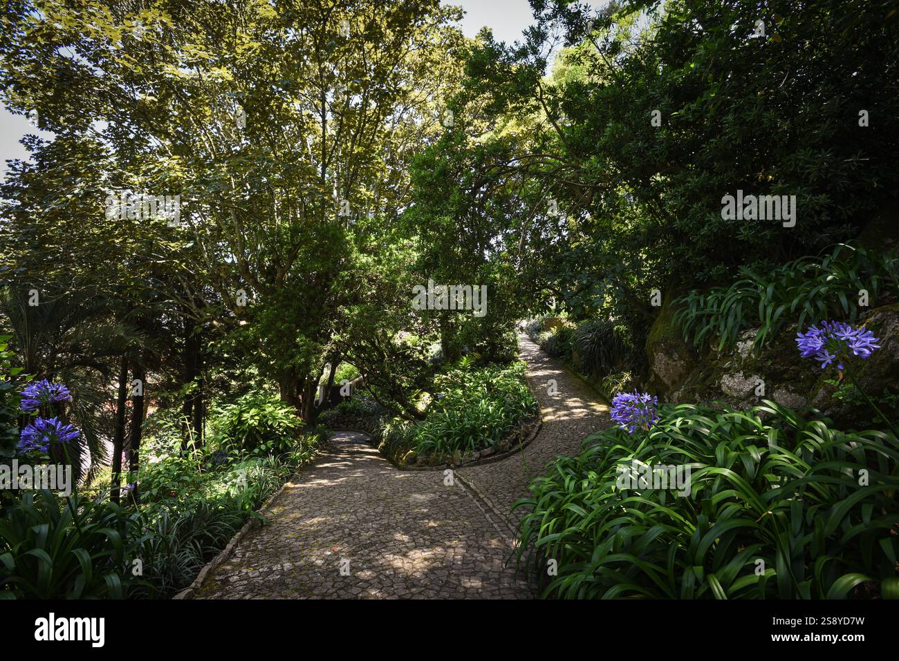 Sentier tranquille entouré par la nature à Sintra Hills - Portugal Banque D'Images