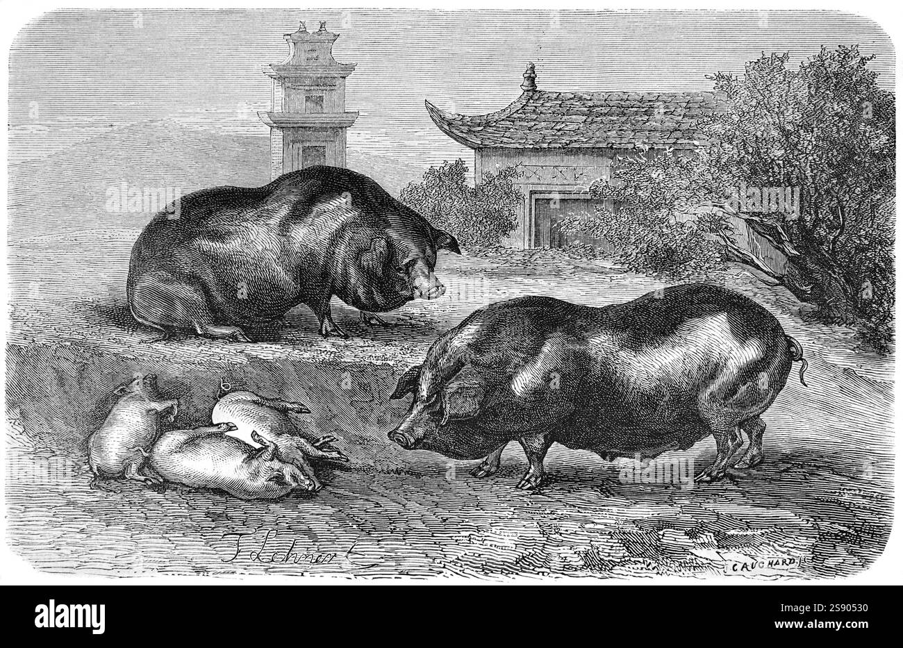 Famille de porcs chinois, sus domesticus, peut-être Taihu Chine Asie. Gravure vintage ou historique ou illustration 1864 Banque D'Images