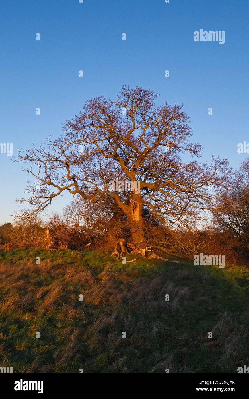 Arbre de chêne d'hiver sans feuilles dans le soleil bas de fin d'après-midi Banque D'Images