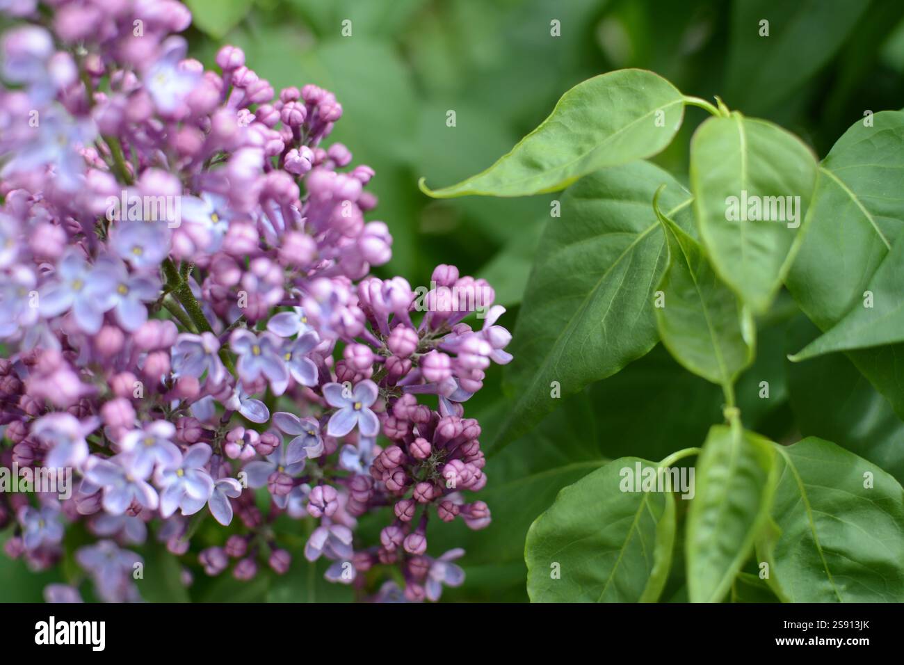 Fleurs d'arbre lilas non ouvertes de près Banque D'Images
