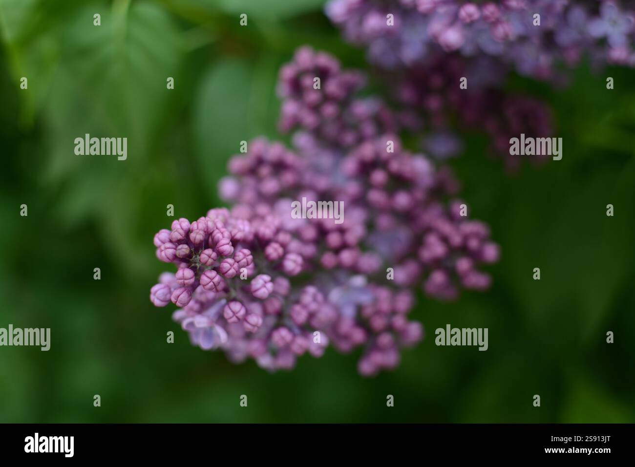 Fleurs d'arbre lilas en gros plan Banque D'Images