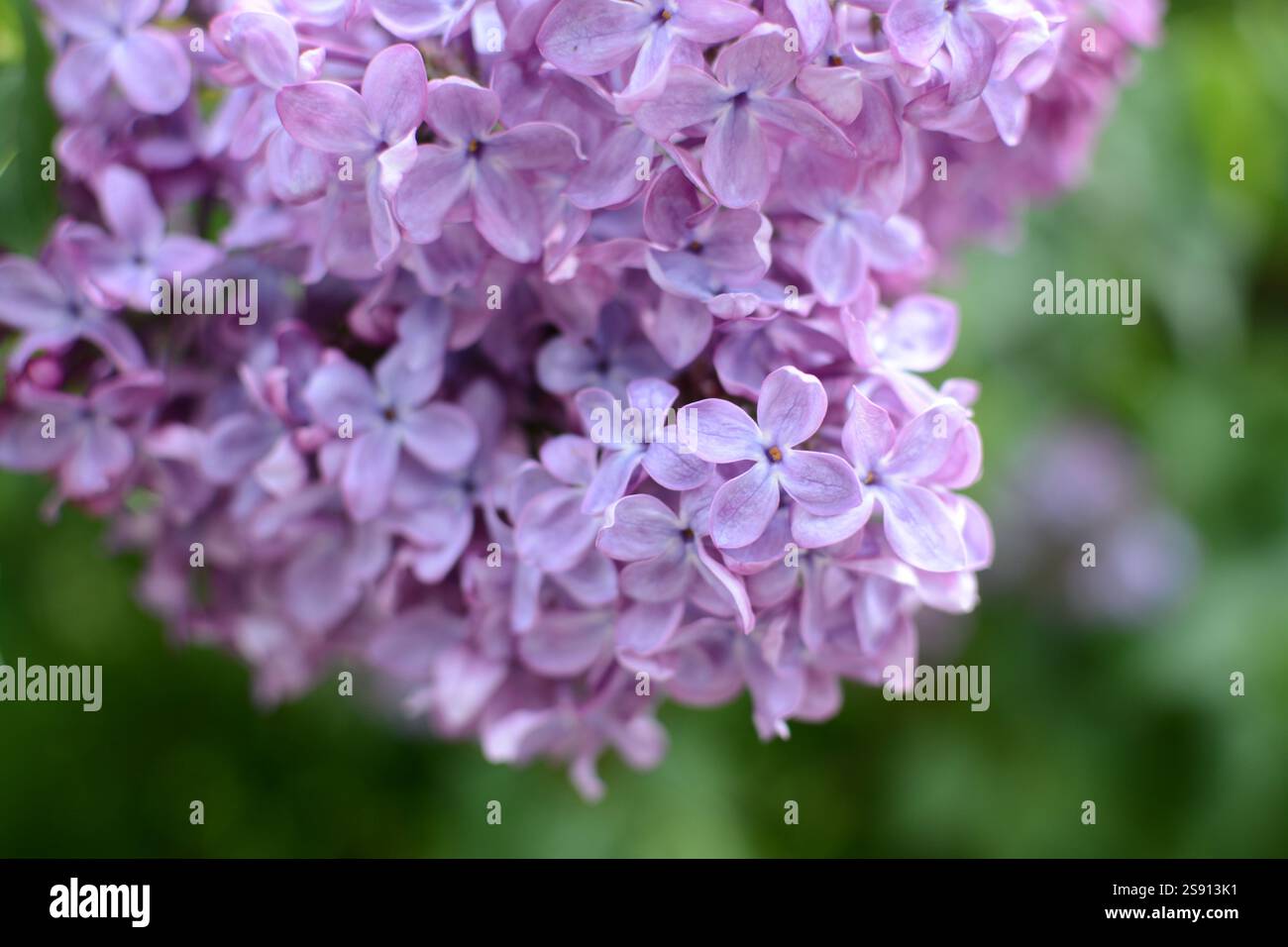 Gros plan de fleurs d'arbre lilas Banque D'Images