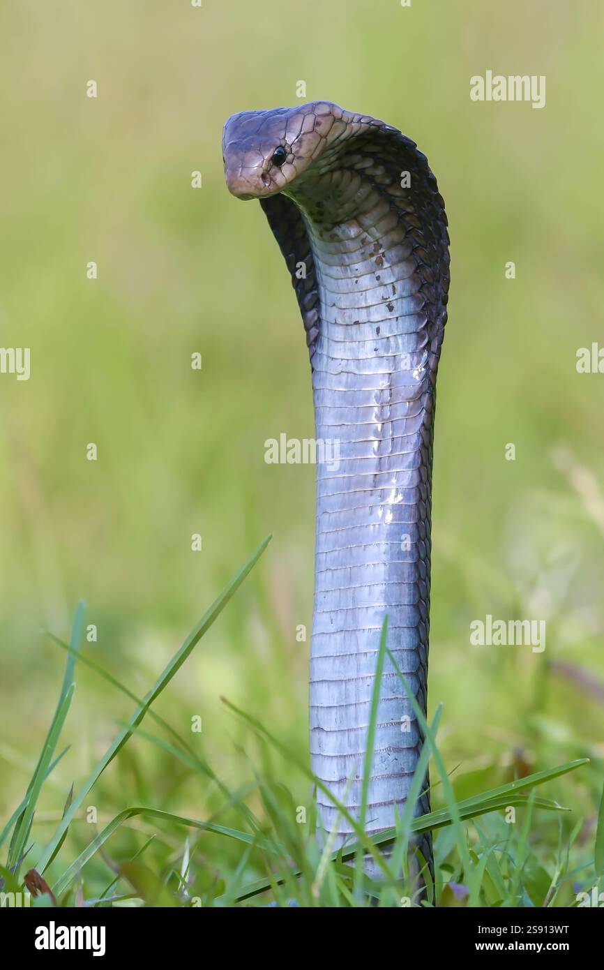 Javanais crachant du cobra sur une prairie Banque D'Images