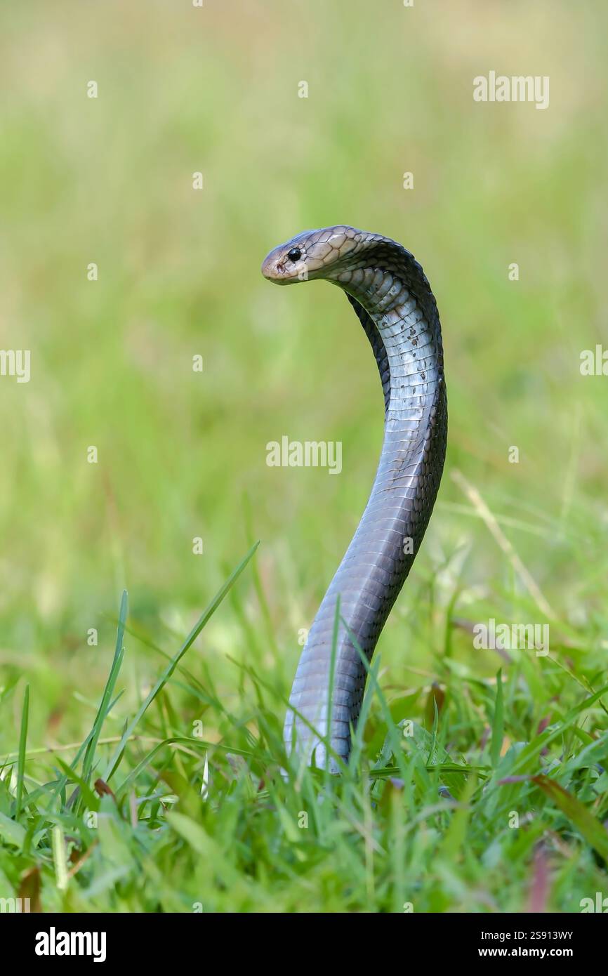 Javanais crachant du cobra sur une prairie Banque D'Images
