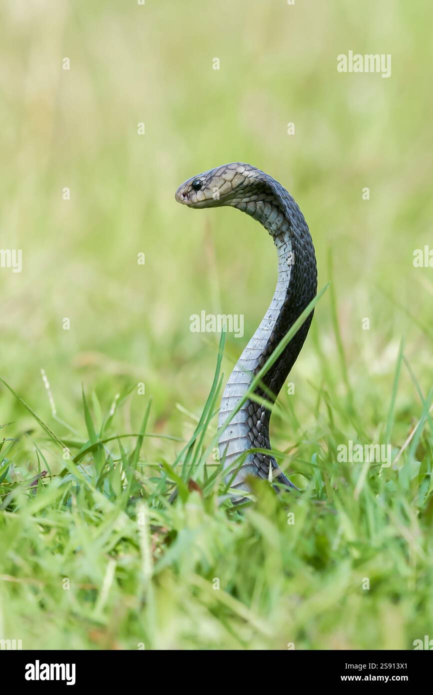 Javanais crachant du cobra sur une prairie Banque D'Images