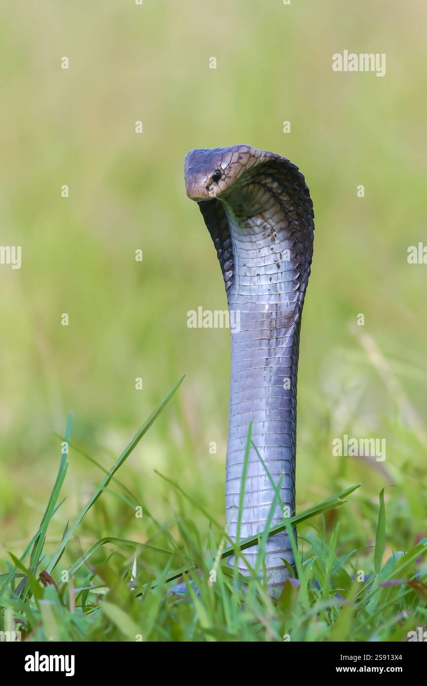 Javanais crachant du cobra sur une prairie Banque D'Images