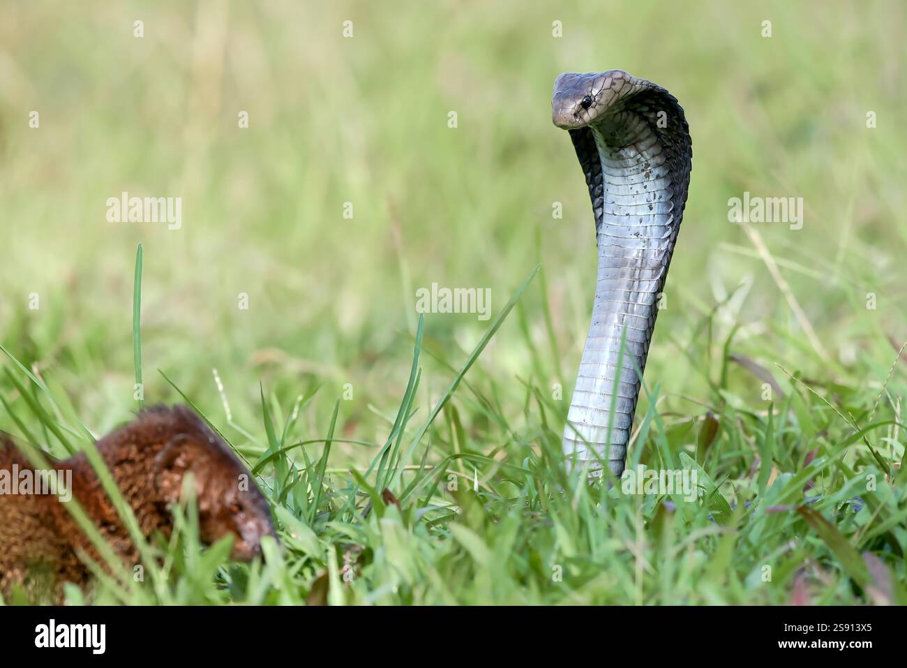 Javanais crachant du cobra sur une prairie Banque D'Images
