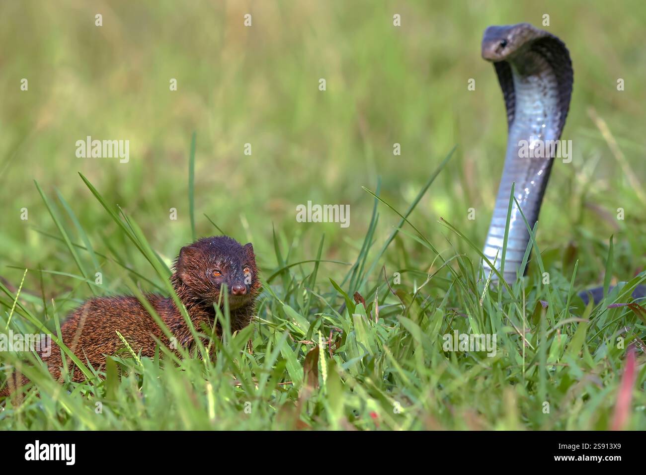 Javanais crachant du cobra sur une prairie Banque D'Images