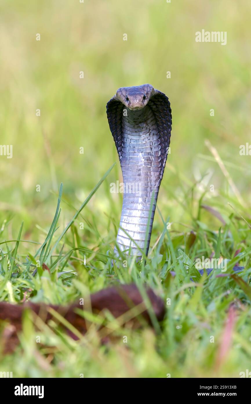 Javanais crachant du cobra sur une prairie Banque D'Images