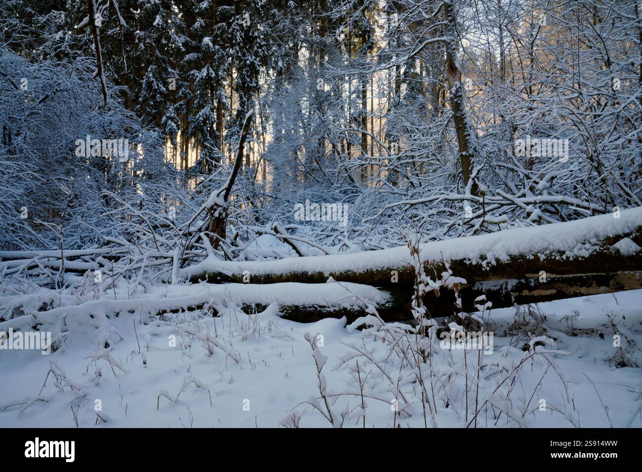 Vieux verger de pommiers unkempt en hiver Banque D'Images