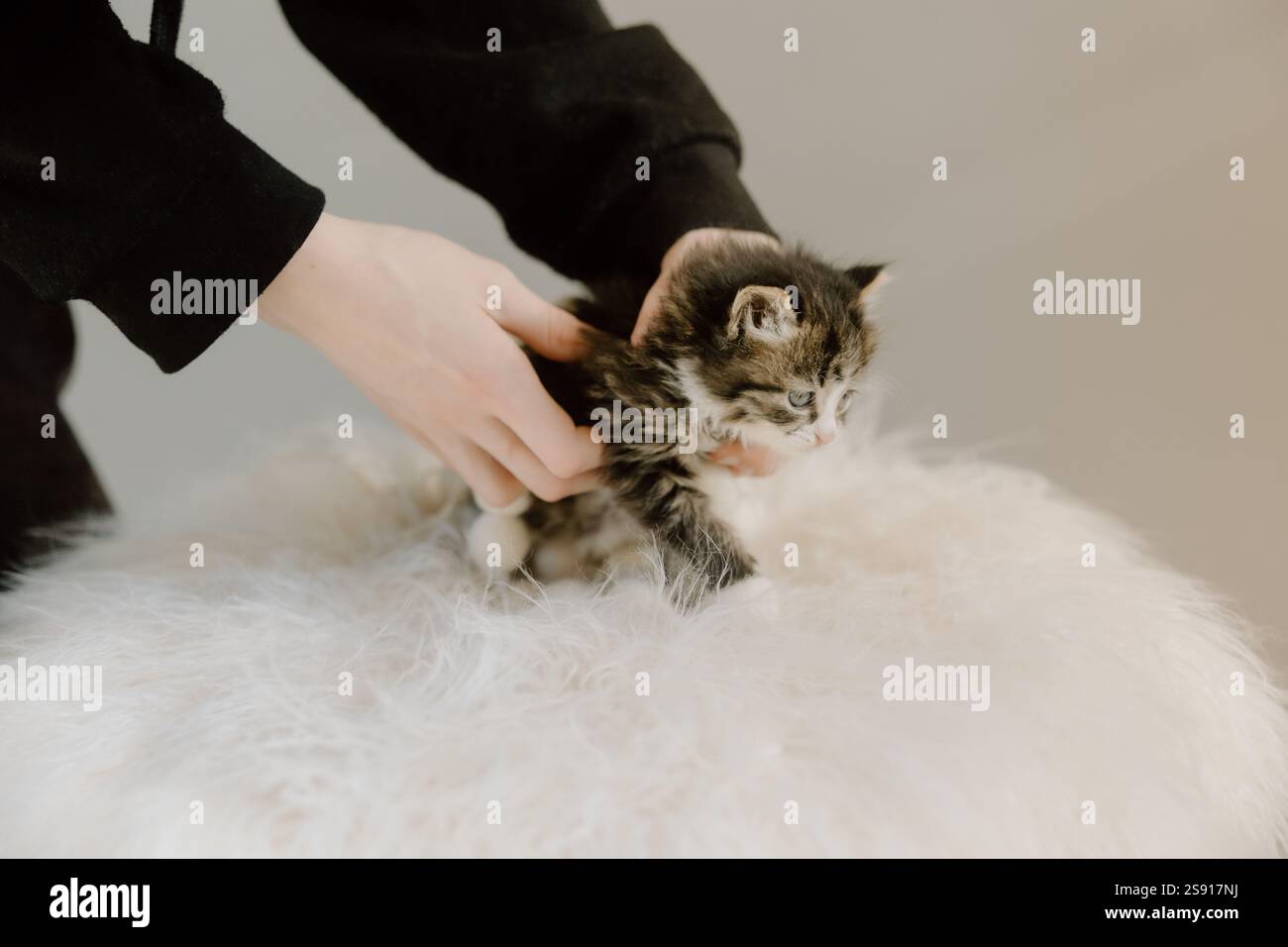 Bébé chaton étant tenu doucement Banque D'Images