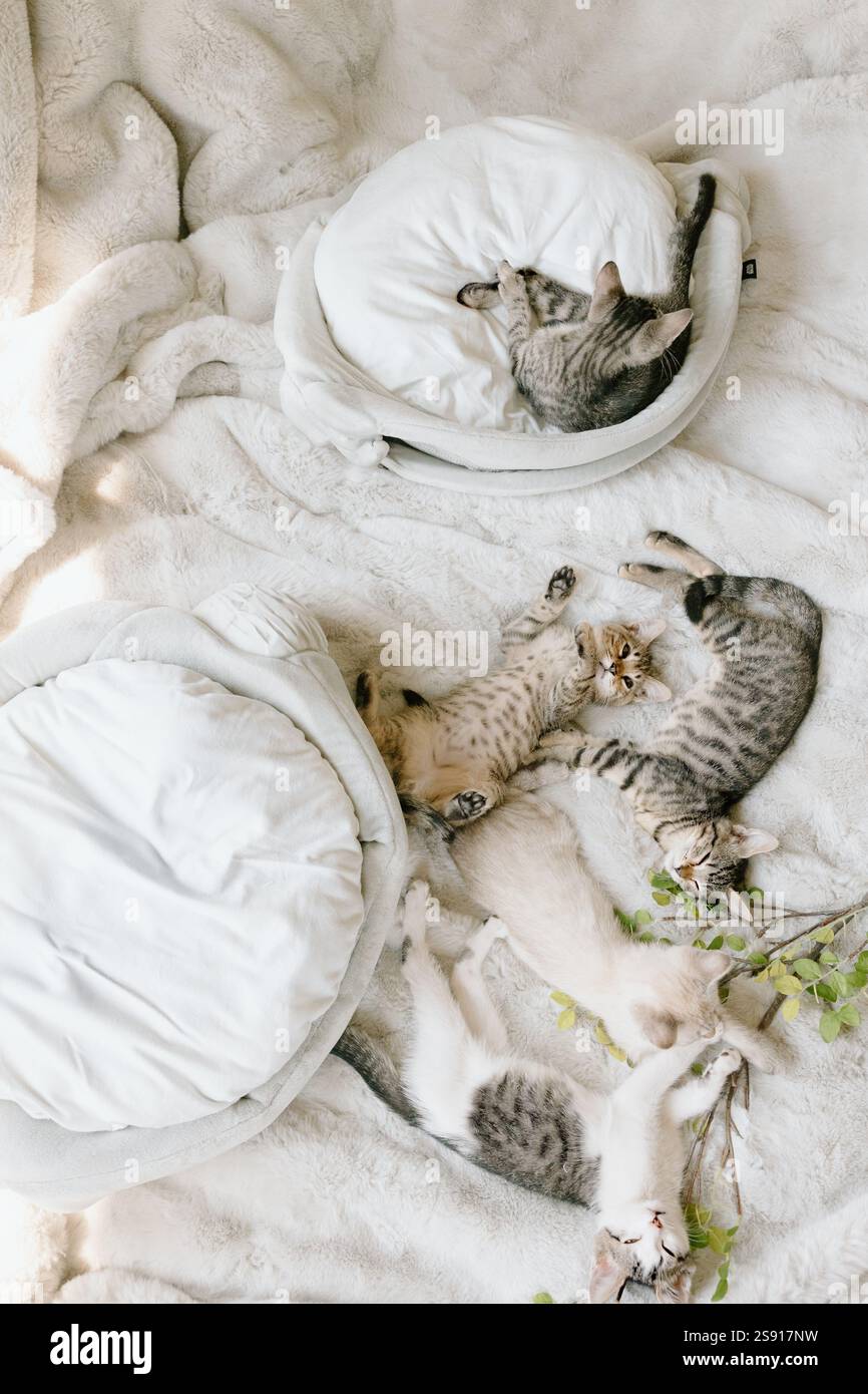 Plusieurs chatons se prélassant dans un espace doux Banque D'Images