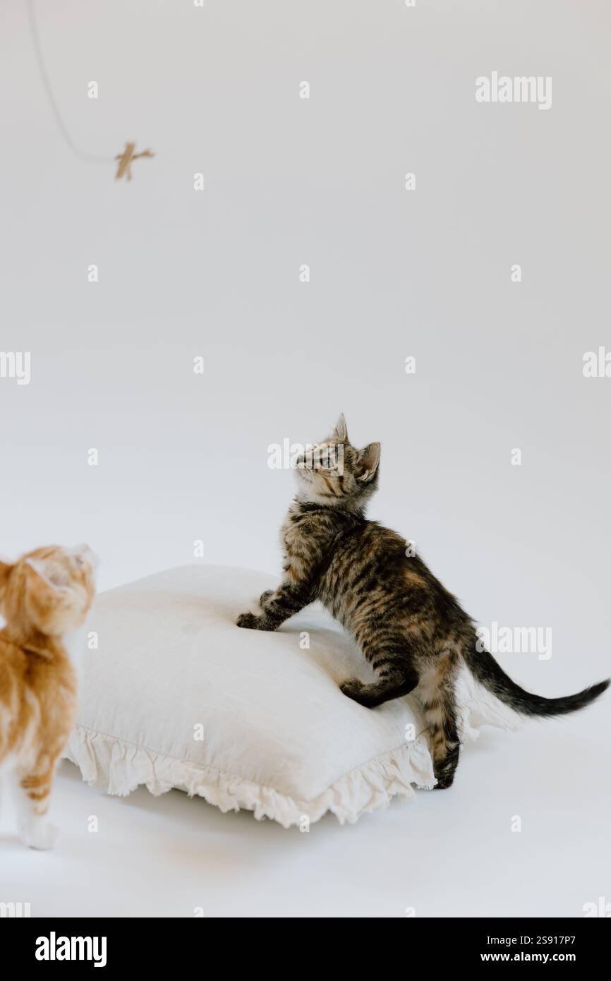 Chaton tabby ludique sur oreiller neutre Banque D'Images