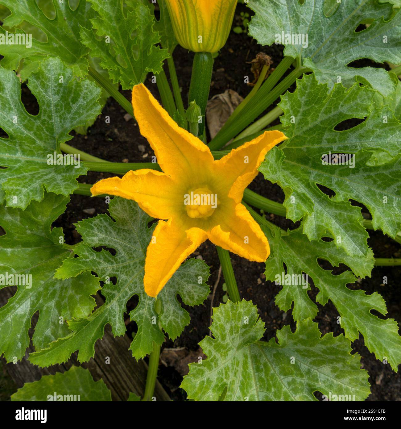 Gros plan d'une seule courgette jaune vif / fleur de courgette (Cucurbita pepo) avec un feuillage végétal à feuilles vertes poussant dans le jardin anglais en août. Banque D'Images