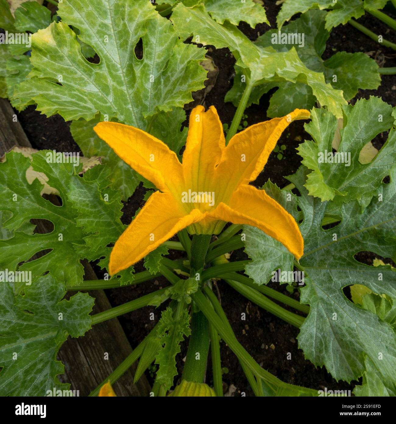 Gros plan d'une seule courgette jaune vif / fleur de courgette (Cucurbita pepo) avec un feuillage végétal à feuilles vertes poussant dans le jardin anglais en août. Banque D'Images