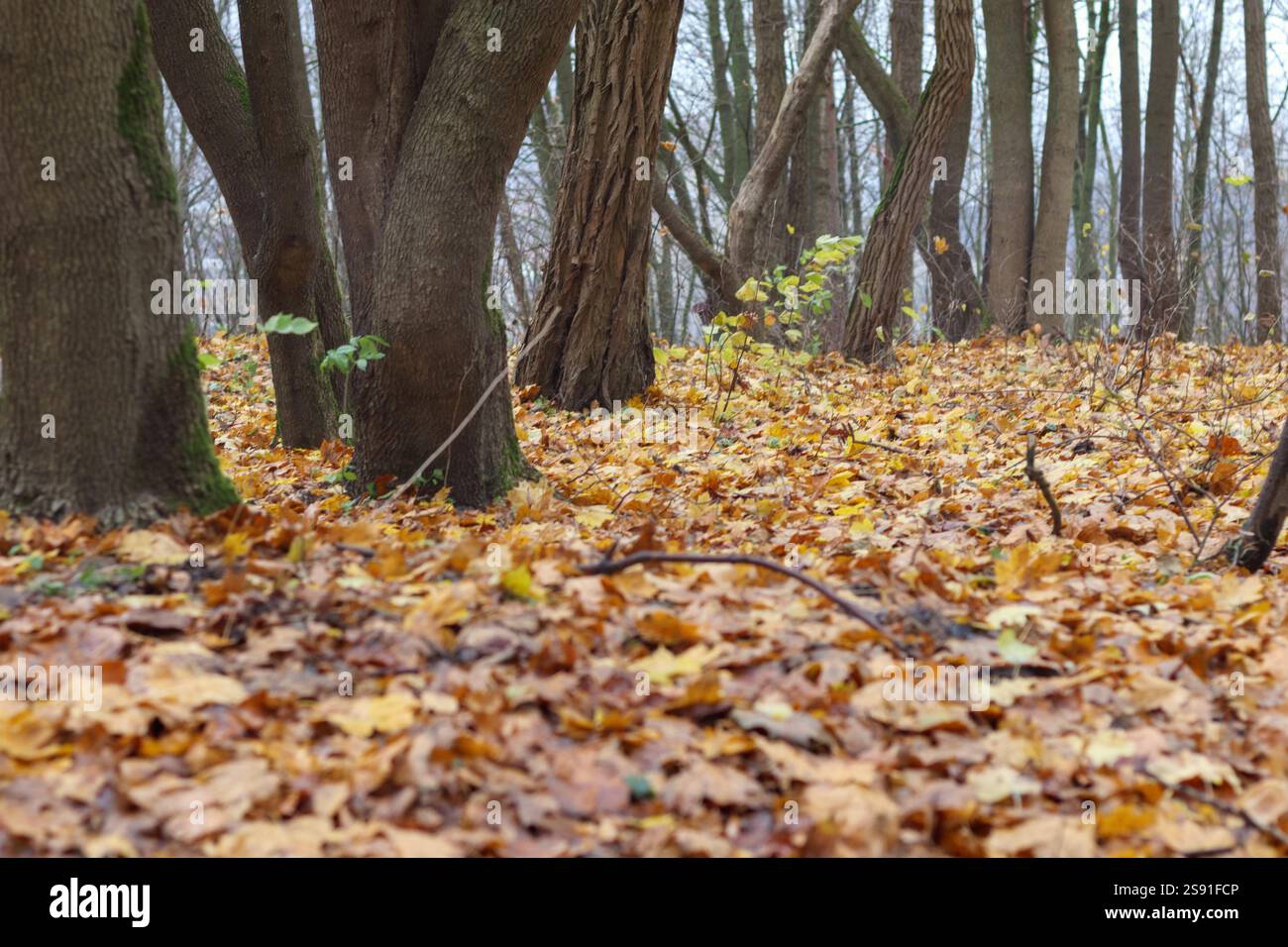 Un plancher forestier complètement recouvert de feuilles d'automne tombées de différentes nuances. Banque D'Images